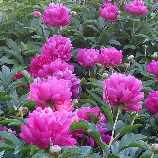 哈尔滨 芍药花