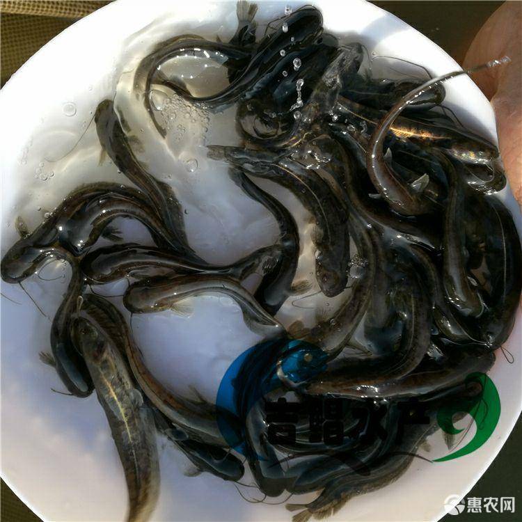 鲶鱼苗 专业水产养殖大量供应