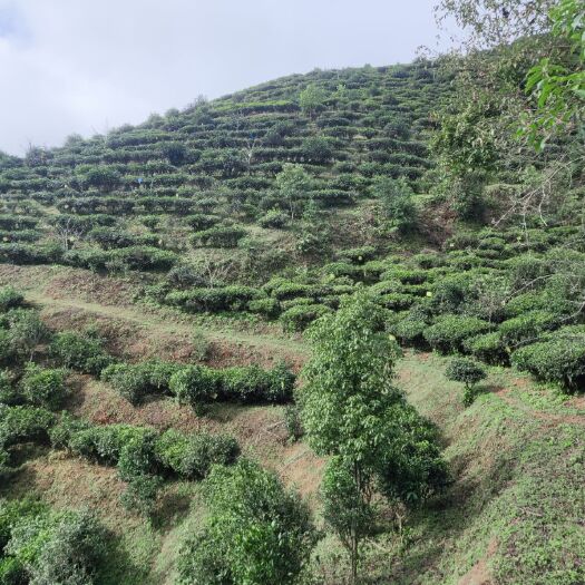 景东县高山绿茶 厂家直销，从基地到茶杯，基地位于哀牢山平均海拔2100米