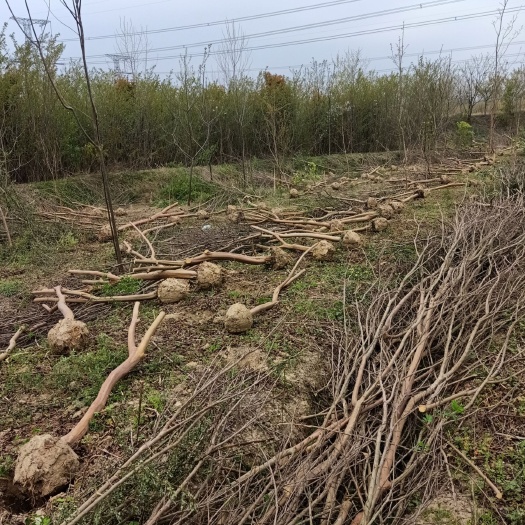 常州 大量供应站地紫薇，3到12公分，