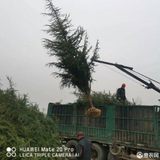 普通雪松 价格低
质量好
一手货源