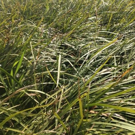 曹县 麦冬草垄断了个个公园和小区的绿化带，净化空气是不可少的