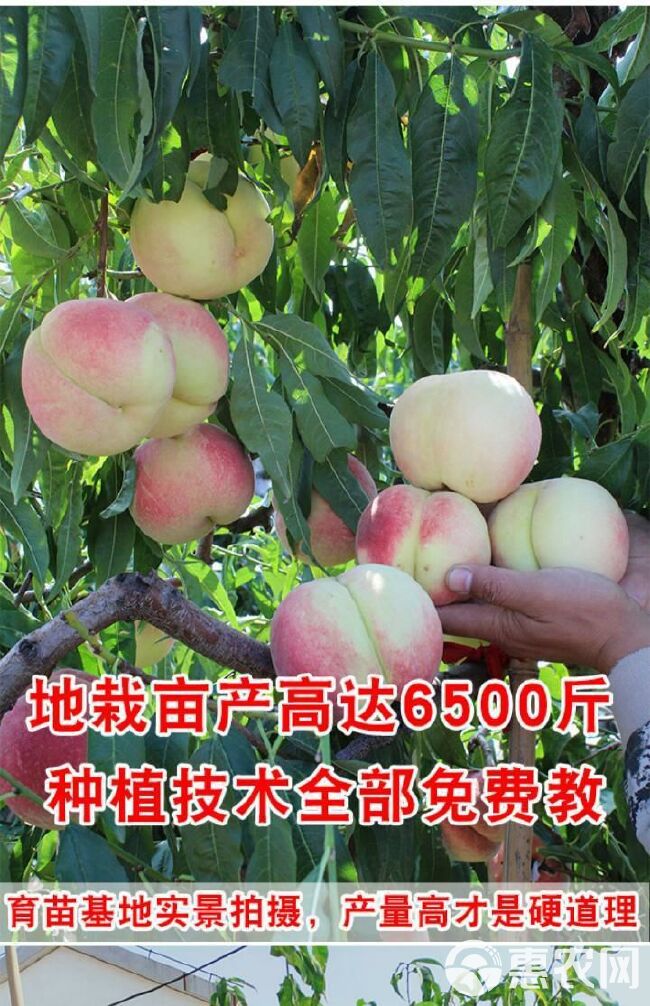  桃树苗血桃水蜜桃黑桃早熟晚熟嫁接桃苗南北方种植盆栽地栽果树苗