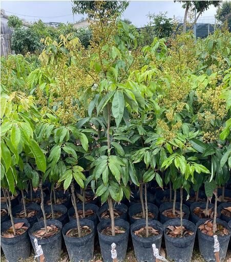 普宁市 妃子笑荔枝苗 新品荔枝王苗嫁接果树果苗当年结果南方盆栽庭院