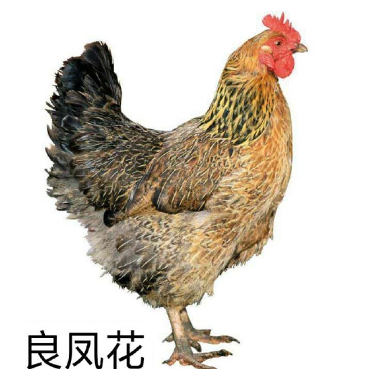 南宁良凤花鸡苗 统货