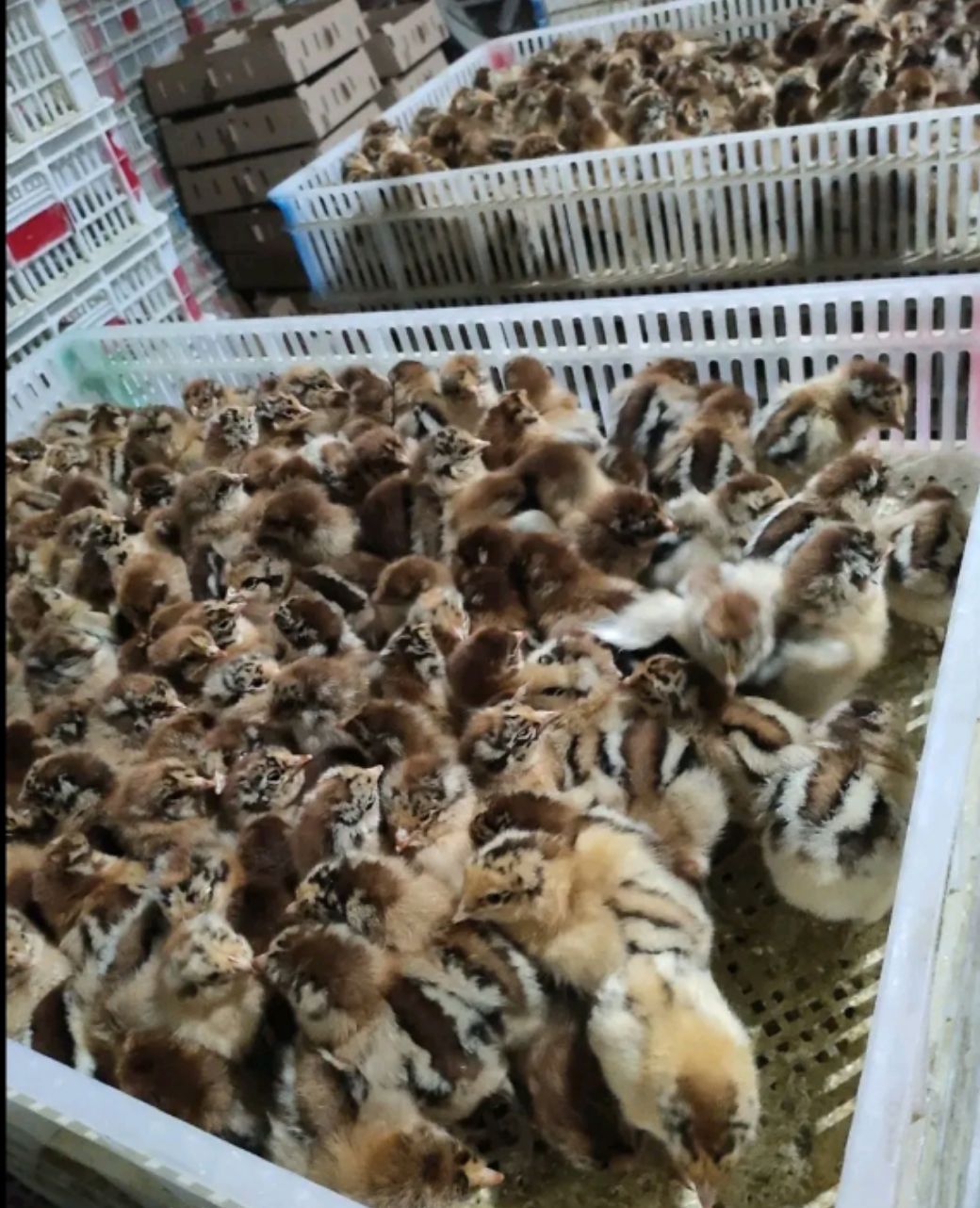 青脚麻鸡苗 天府麻鸡1斤脱温苗防疫做齐可按需分拣