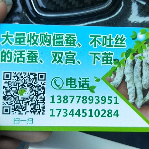 环江县僵蚕 面议僵虫