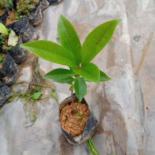 佛山巴西樱桃苗庭院盆栽果树苗
