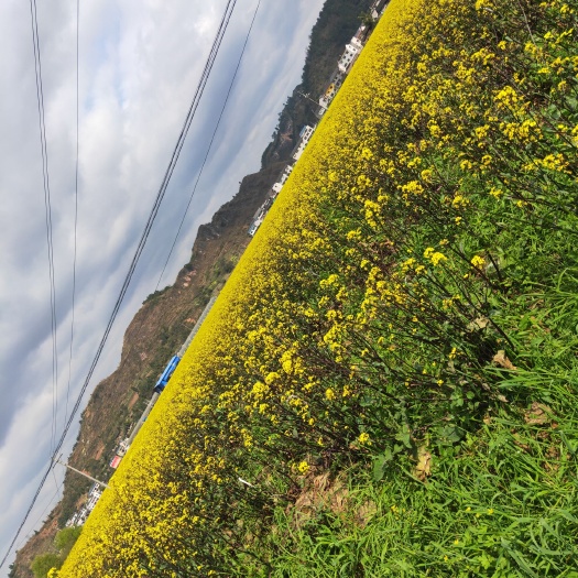 黄平县 油麦菜