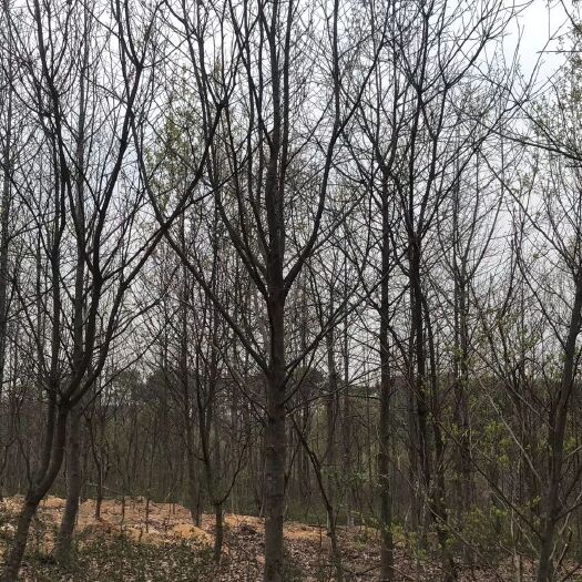 南京造林苗枫香 7-20公分枫香