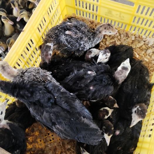南宁火鸡苗 统货