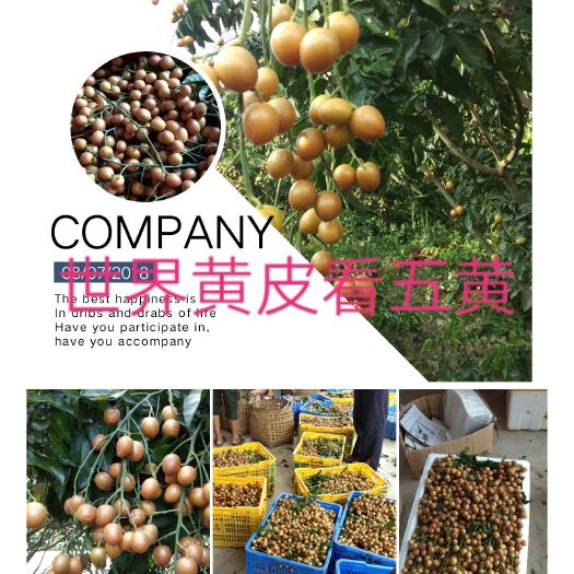 浦北县黑黄皮果苗  原产地一手货正宗黑黄皮(又名黑黑金刚)