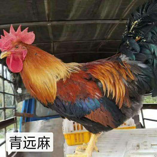 南宁清远麻鸡苗 统货
