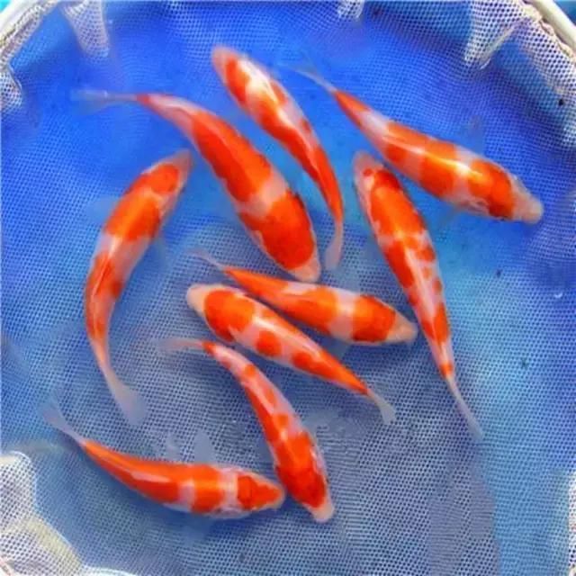 锦鲤鱼苗