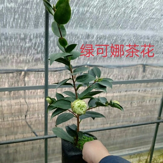 漳平市 绿可娜