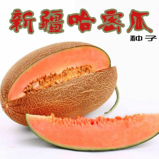南京 超甜哈密瓜种子南方新疆哈蜜瓜籽 蔬菜瓜果 甜瓜籽香瓜香西瓜