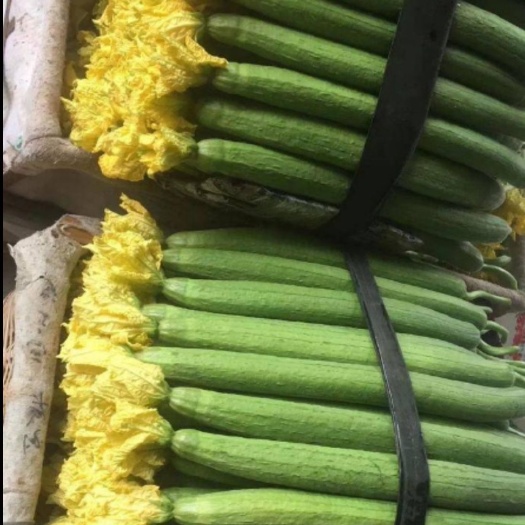 寿光市 自己种植鲜花丝瓜