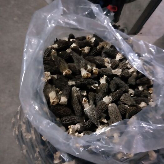 金堂县羊肚菌 大量出售带柄，剪柄大中小