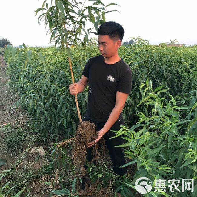  桃树苗血桃水蜜桃黑桃早熟晚熟嫁接桃苗南北方种植盆栽地栽果树苗