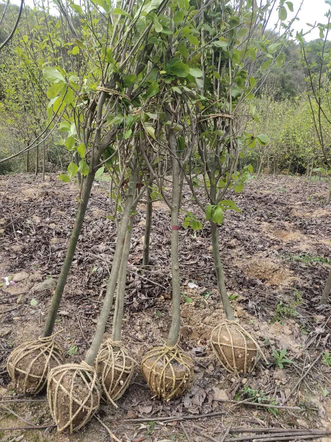  紫玉兰4公分大量出售