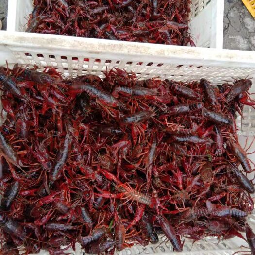 潜江市 潜江小龙虾4.2-6.2（中红）