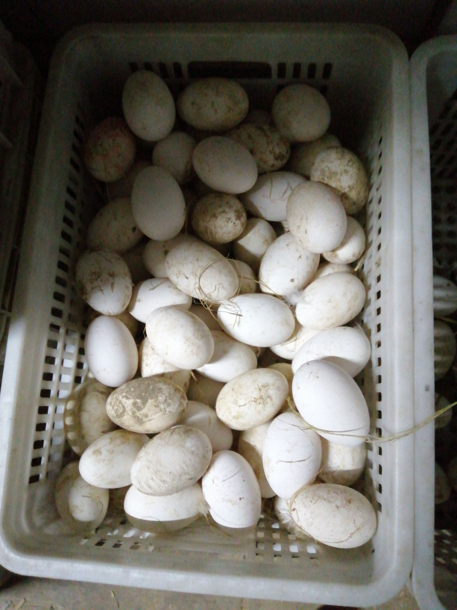  纯绿色食品，散养土鹅蛋