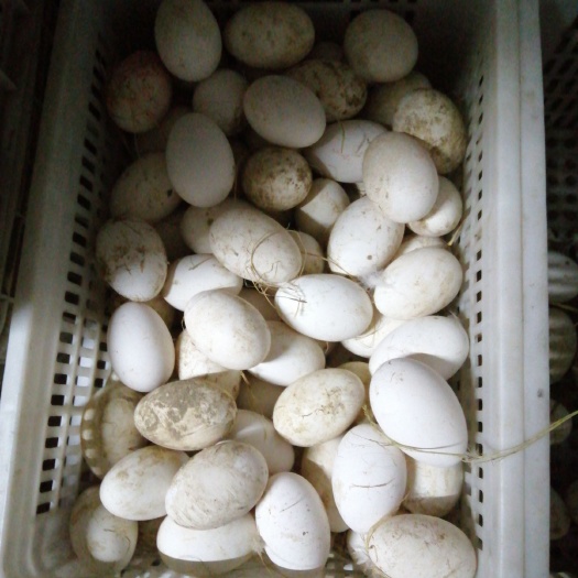 嘉祥县 纯绿色食品，散养土鹅蛋