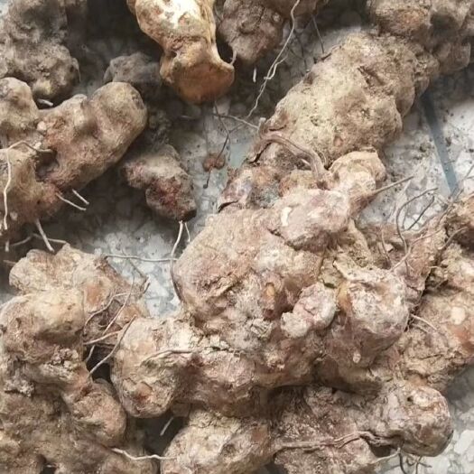 乐业县 土茯苓
