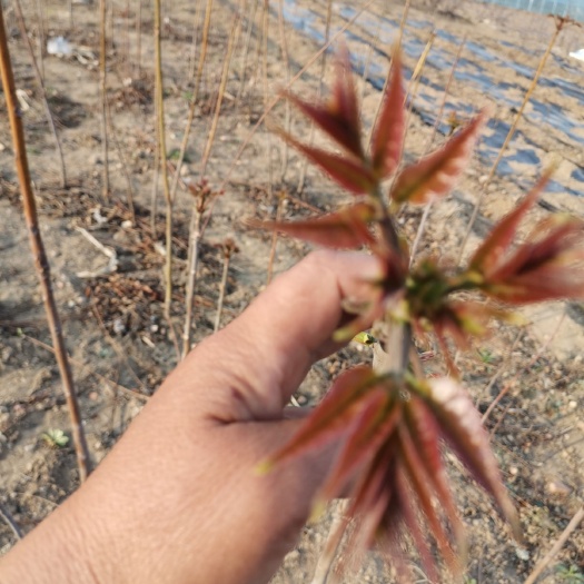 红油香椿  红香椿芽 混装通货