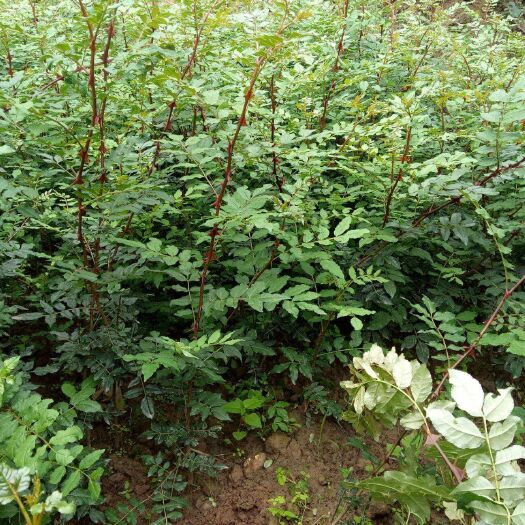 稷山县大红袍花椒苗 育苗基地直接发货品种纯度有保证