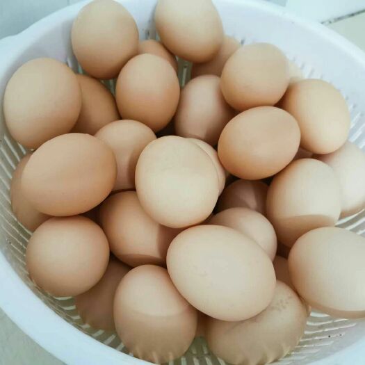 上林县 纯玉米喂养*土鸡蛋