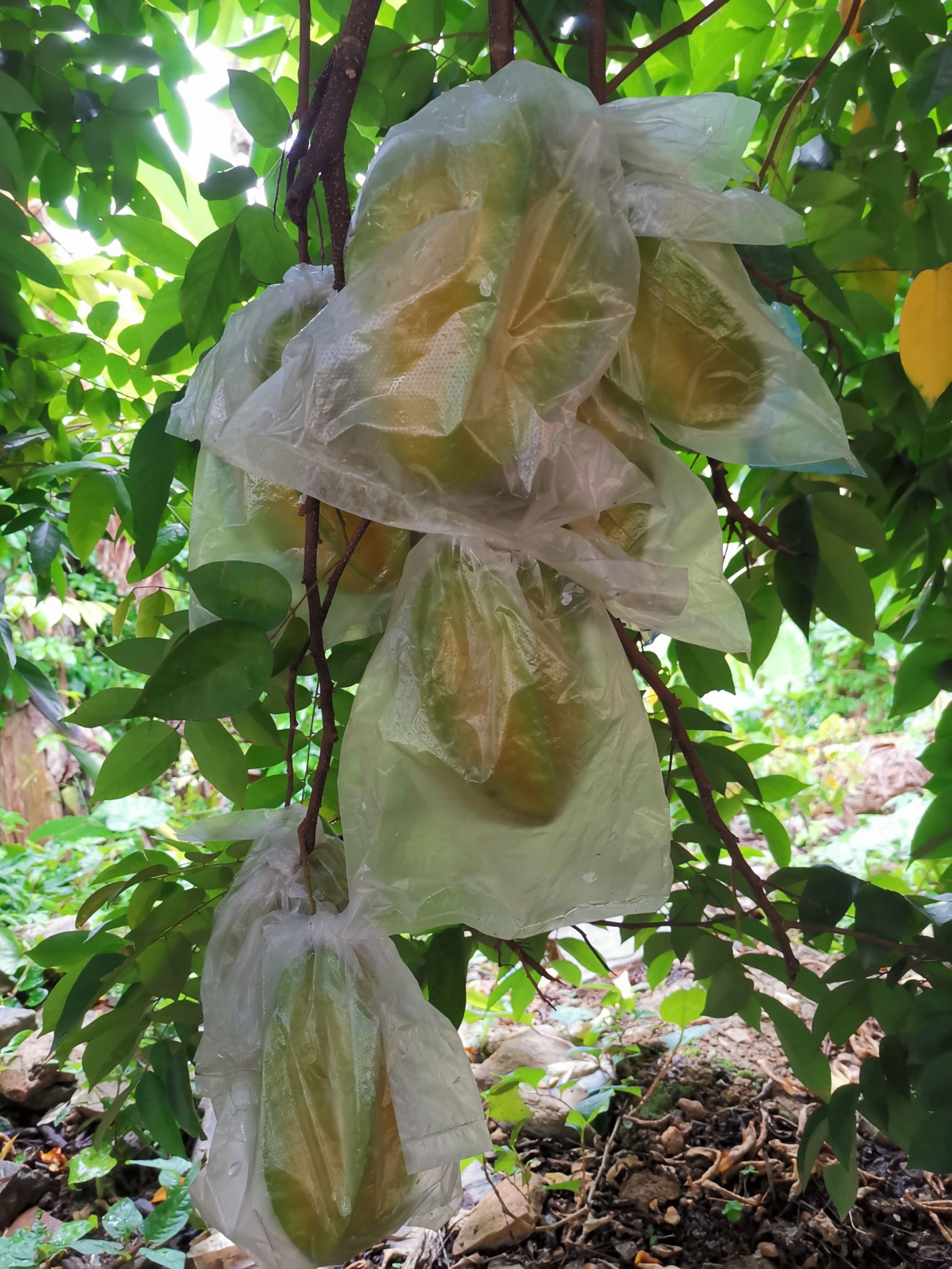  杨桃之乡，广东龙门，清甜爽口，入口无渣！