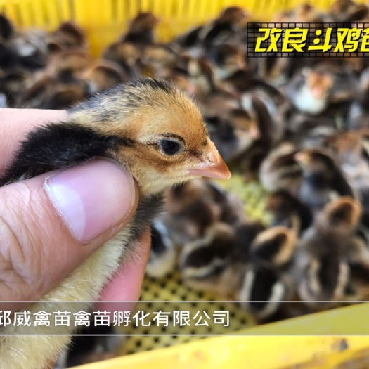 南宁 鸡苗 改良斗鸡