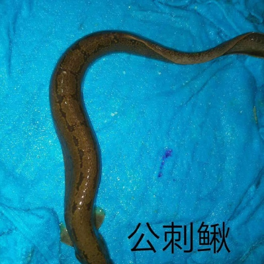 刺鳅鱼苗 刺鳅