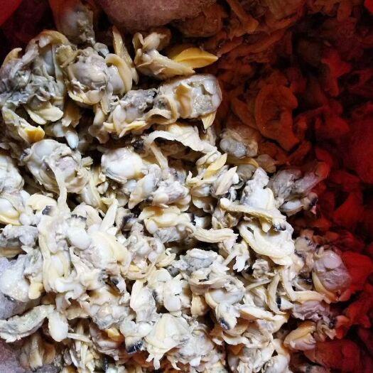 广州 新鲜花甲肉   人工挑拣 无沙  沥水发货