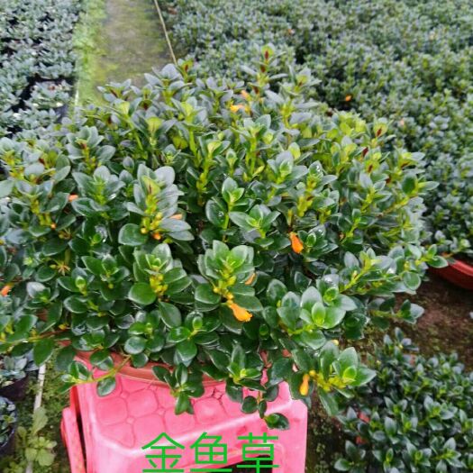 漳平市 金鱼草