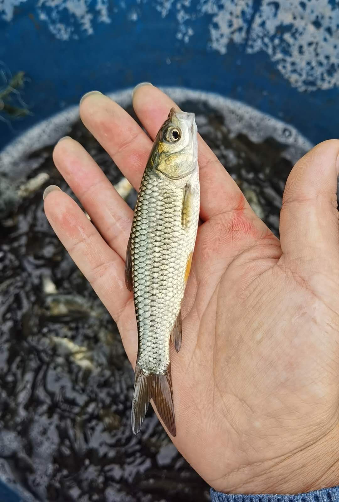 草鱼苗   全国各地免费送货上门，货到付款。量大从优。
