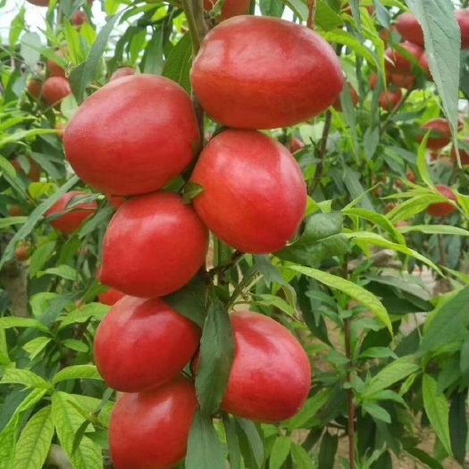 中油油桃  中油四号油桃 冠县油桃 油桃 红桃 山东油桃
