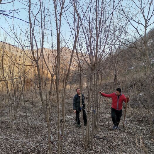 桓仁县 辽宁丛生五角枫基地大量供应3-12分支丛生五角枫桓仁五角枫
