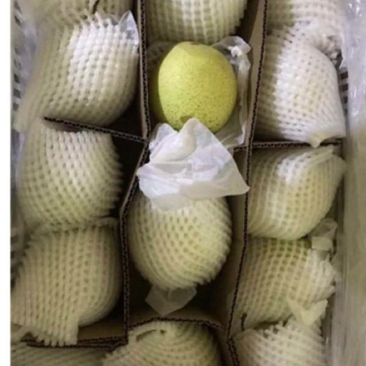 赵县 雪花梨