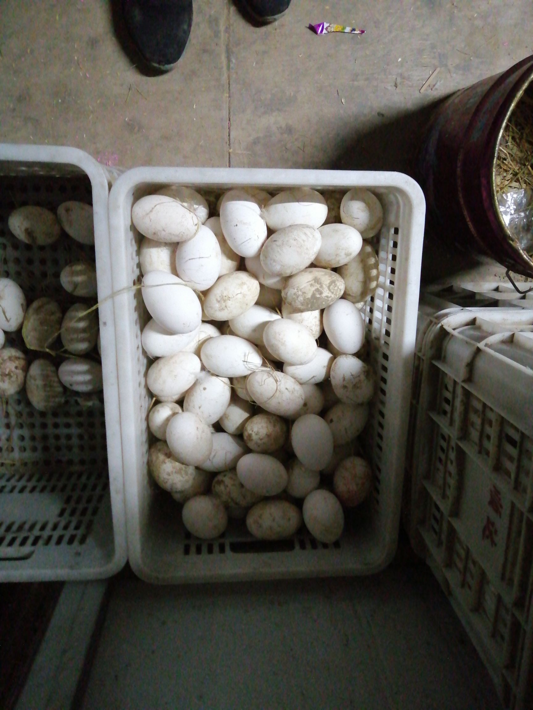  纯绿色食品，散养土鹅蛋