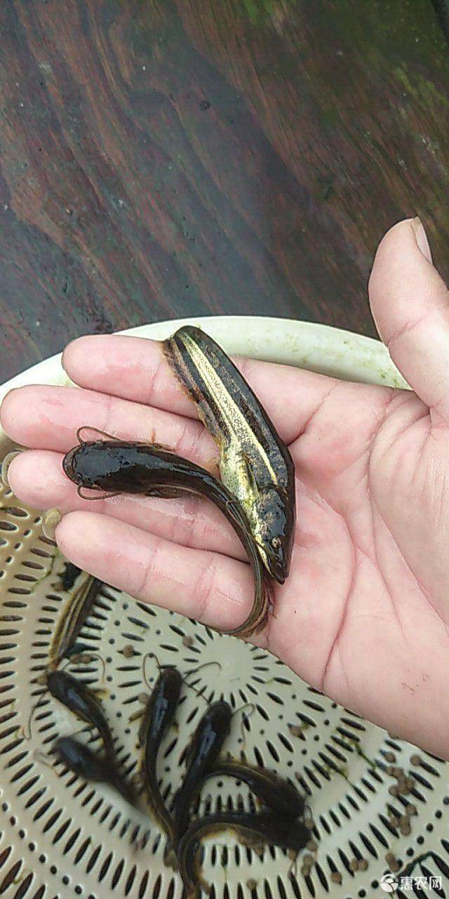 鲶鱼苗 专业水产养殖大量供应