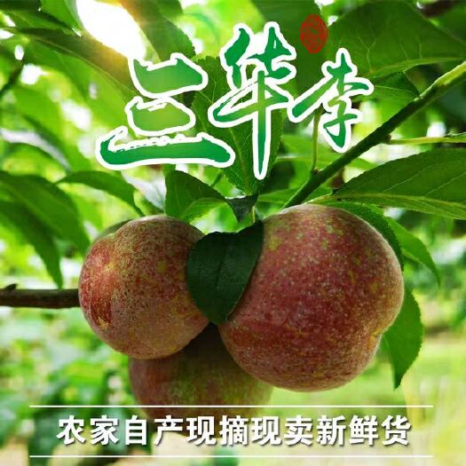 信宜市 正宗信宜钱排三华李