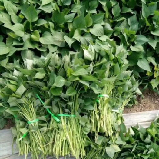 尉氏县西瓜红红薯苗 红薯苗