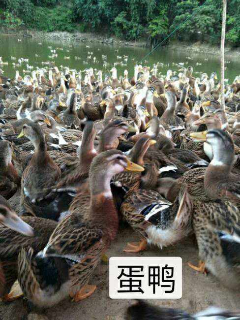 南宁蛋鸭苗
