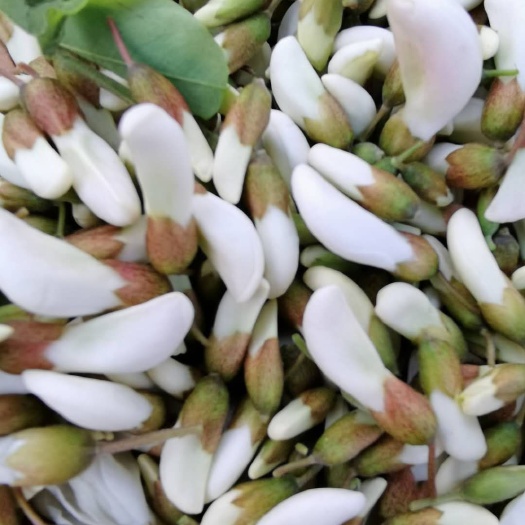 大竹县槐花
