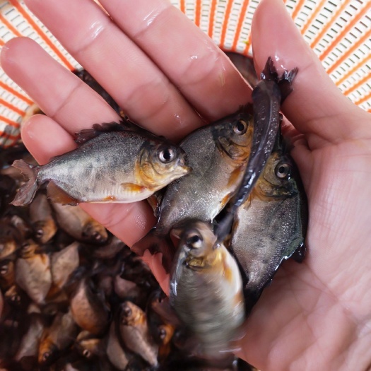 广州 淡水优质白鲳鱼苗抢食快大