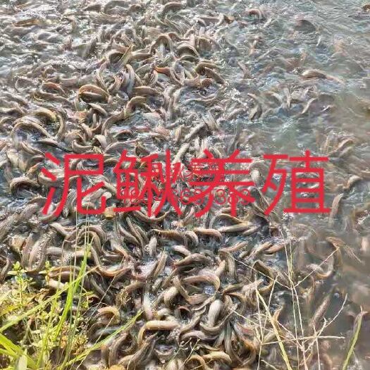 兴国县 泥鳅苗