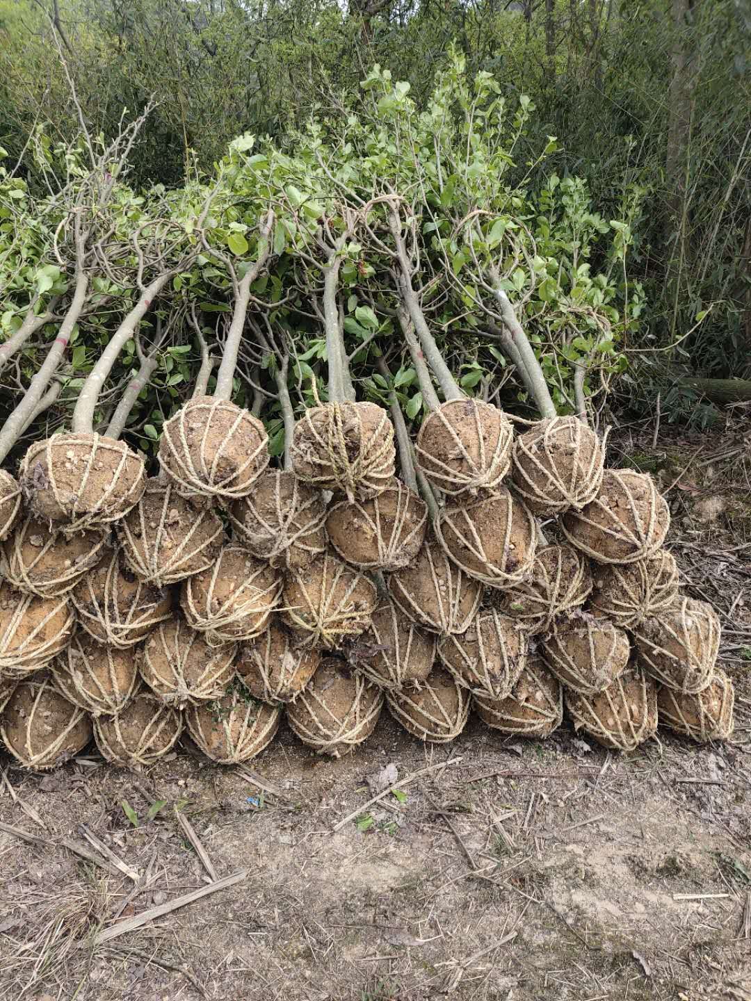  紫玉兰4公分大量出售