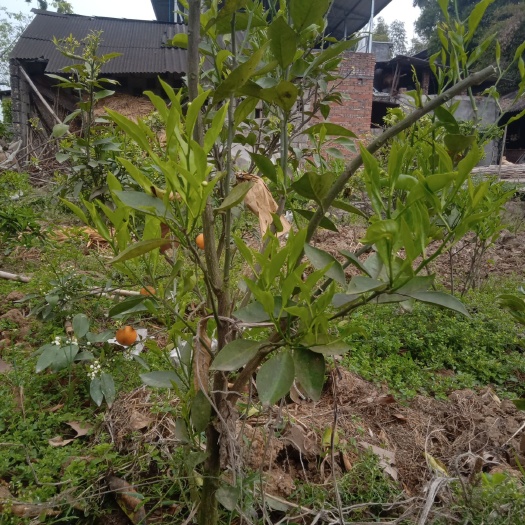 简阳市 塔罗科血橙苗